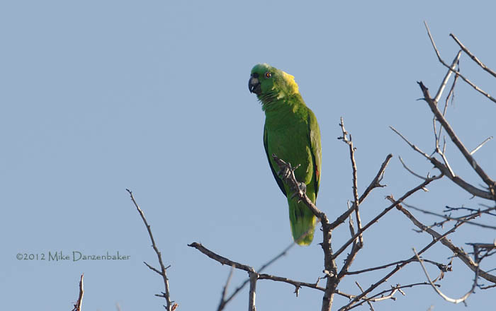 Yellow-naped Amazon (Amazona auropalliata) photo image
