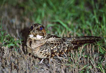 Pauraque (Nyctidromus albicollis) photo image