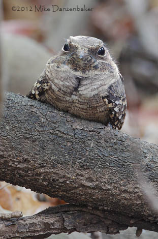 Pauraque (Nyctidromus albicollis) photo image