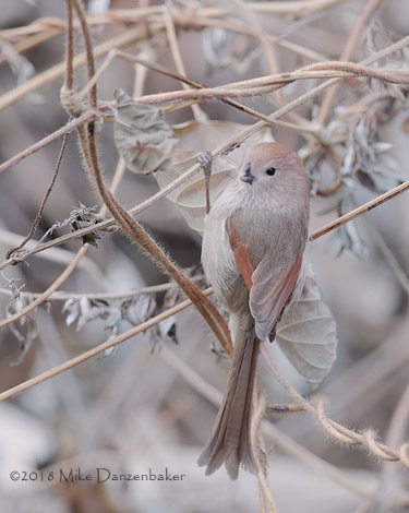 Vinous-throated Parrotbill (Sinosuthora webbiana) photo