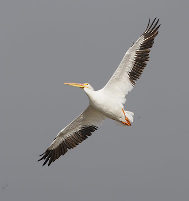 American White Pelican (Pelecanus erythrorhynchos) photo