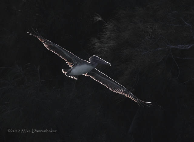 Brown Pelican (Pelecanus occidentalis) photo