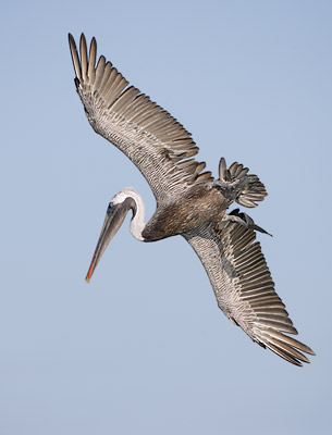 Brown Pelican (Pelecanus occidentalis) photo