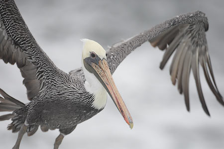Brown Pelican (Pelecanus occidentalis) photo