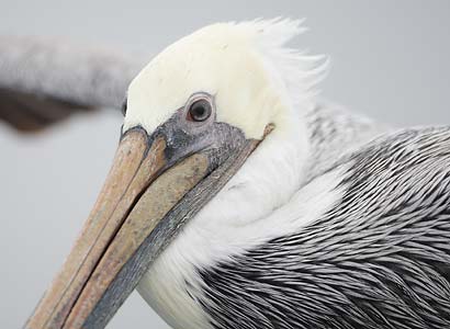 Brown Pelican (Pelecanus occidentalis) photo
