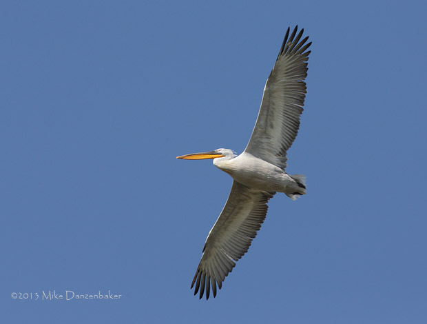 Dalmatian Pelican (Pelecanus crispus) photo