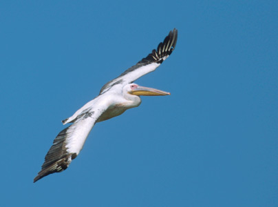 Great White Pelican (Pelecanus onocrotalus) photo image