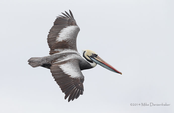 Peruvian Pelican (Pelecanus thagus) photo image