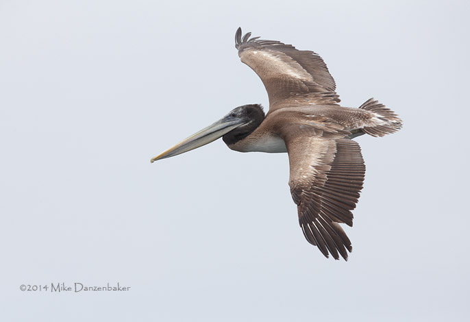Peruvian Pelican (Pelecanus thagus) photo image