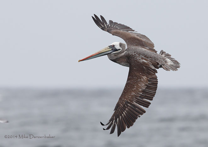 Peruvian Pelican (Pelecanus thagus) photo image