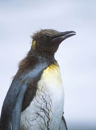 King Penguin (Aptenodytes patagonicus) photo image