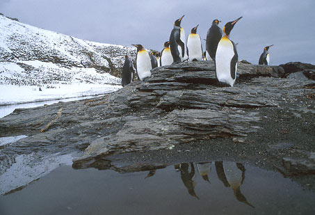 King Penguin (Aptenodytes patagonicus) photo