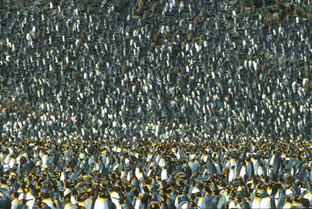 King Penguin (Aptenodytes patagonicus) photo image