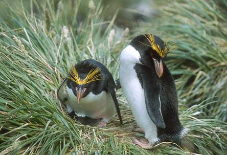 Macaroni Penguin (Eudyptes chrysolophus) photo image