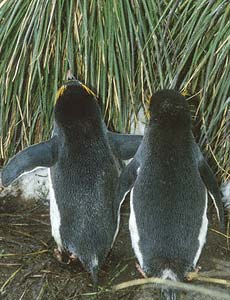 Macaroni Penguin (Eudyptes chrysolophus) photo image