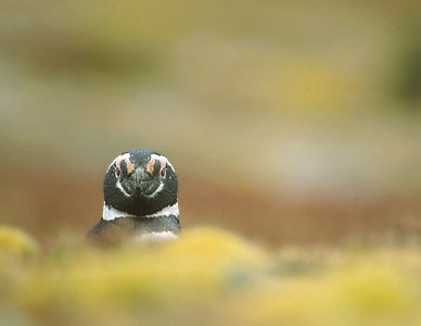 Magellanic Penguin (Spheniscus magellanicus) photo