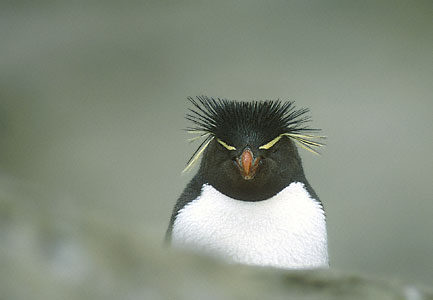 Western Rockhopper Penguin (Eudyptes chrysocome) photo