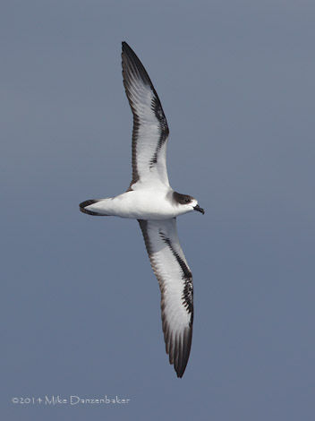 Barau's Petrel (Pterodroma baraui) photo image