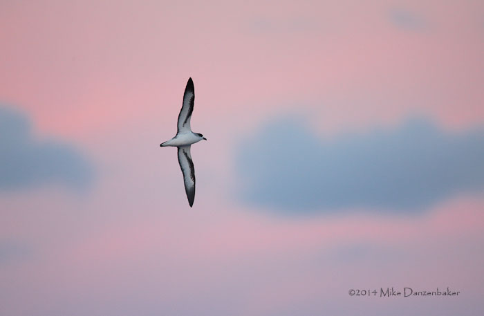 Barau's Petrel (Pterodroma baraui) photo image