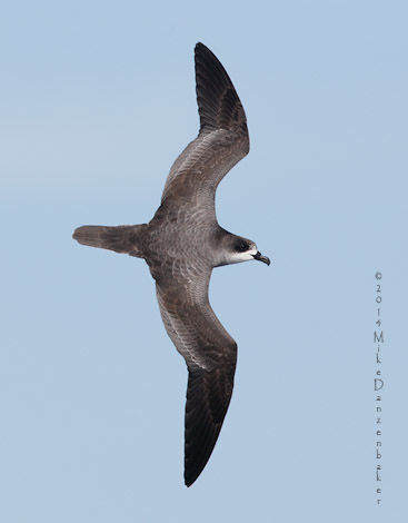 Barau's Petrel (Pterodroma baraui) photo image