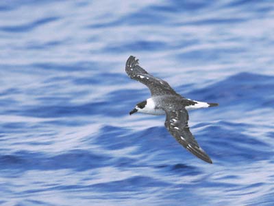 Black-capped Petrel (Pterodroma hasitata) photo image