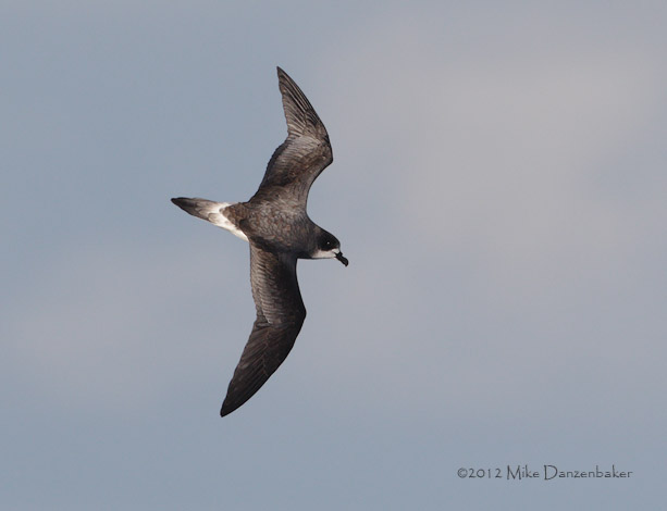 Bermuda Petrel (Pterodroma cahow) photo
