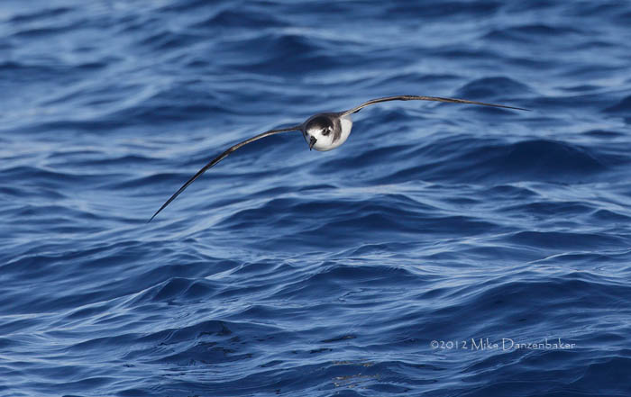 Bermuda Petrel (Pterodroma cahow) photo