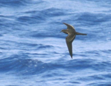 Bulwer's Petrel (Bulweria bulwerii) photo image