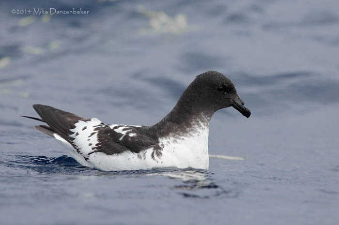 Cape Petrel (Daption capense) photo