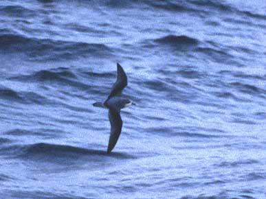 Cook's Petrel (Pterodroma cookii) photo