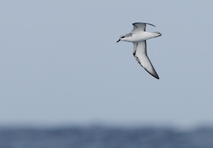 Cook's Petrel (Pterodroma cookii) photo image