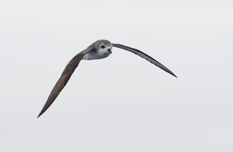 Cook's Petrel (Pterodroma cookii) photo image