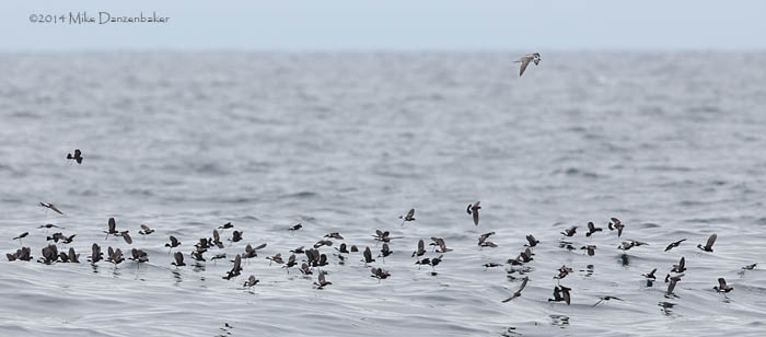 De Filippi's Petrel (Pterodroma defilippiana) photo image