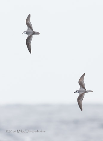 De Filippi's Petrel (Pterodroma defilippiana) photo