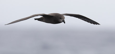 Grey-faced Petrel (Pterodroma macroptera gouldi) photo image