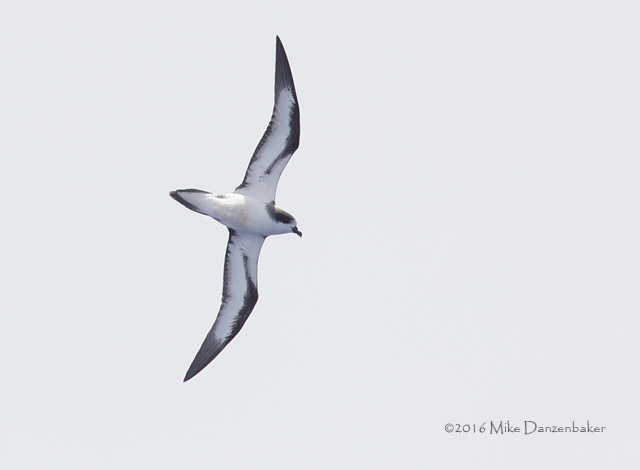 Hawaiian Petrel (Pterodroma sandwichensis) photo image