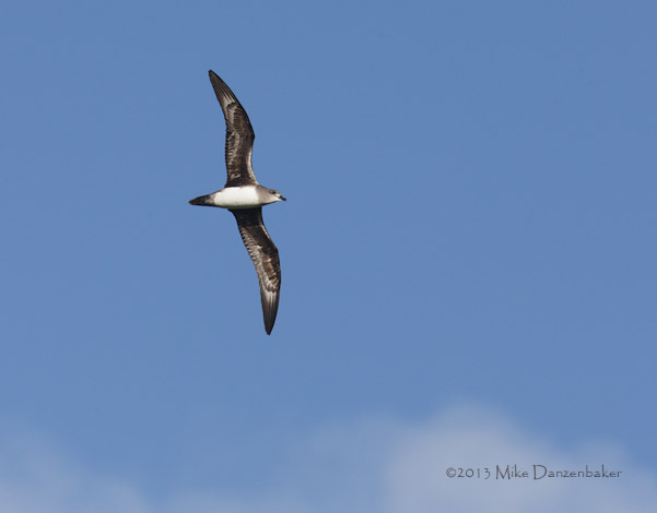 Herald Petrel (Pterodroma heraldica) photo image
