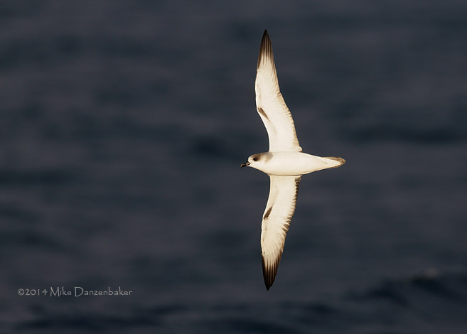 Juan Fernandez Petrel (Pterodroma externa) photo image