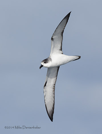 Juan Fernandez Petrel (Pterodroma externa) photo image