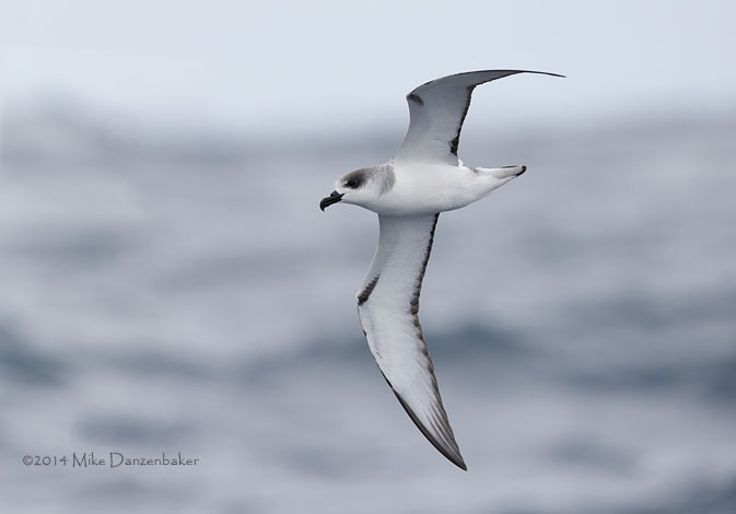 Juan Fernandez Petrel (Pterodroma externa) photo image