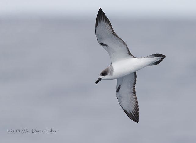 Juan Fernandez Petrel (Pterodroma externa) photo image