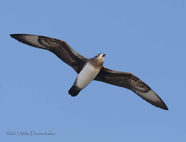 Kermadec Petrel (Pterodroma neglecta) photo