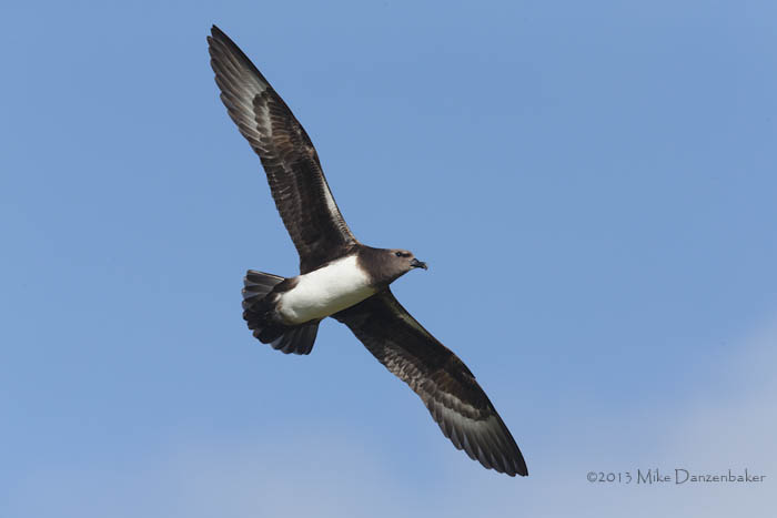 Kermadec Petrel (Pterodroma neglecta) photo