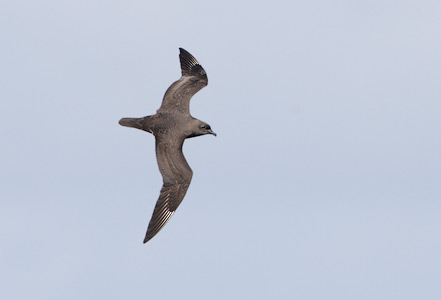 Kermadec Petrel (Pterodroma neglecta) photo