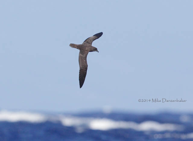 Mascarene Petrel (Pseudobulweria aterrima) photo