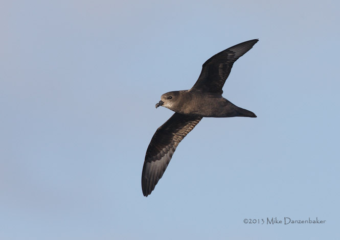 Murphy's Petrel (Pterodroma ultima) photo