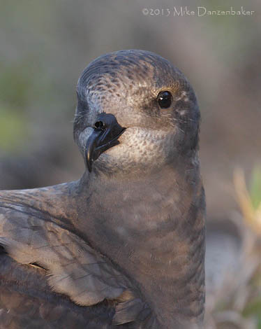 Murphy's Petrel (Pterodroma ultima) photo