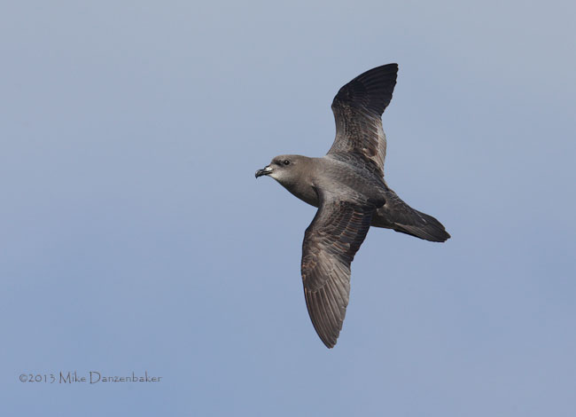 Murphy's Petrel (Pterodroma ultima) photo