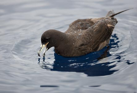 Black Petrel (Procellaria parkinsoni) photo image