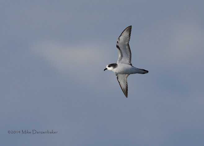 Stejneger's Petrel (Pterodroma longirostris) photo image